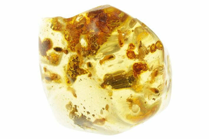 Polished Colombian Copal ( g) - Contains Termites! #355435